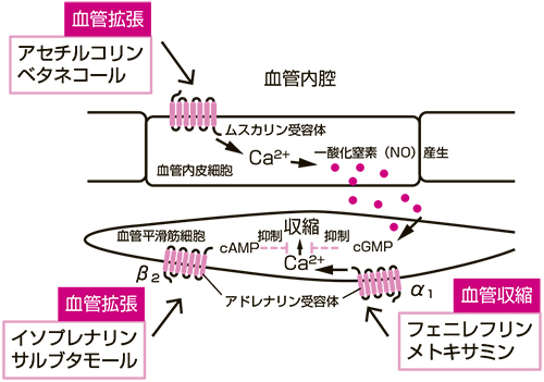 ポイントがよくわかる シンプル歯科薬理学